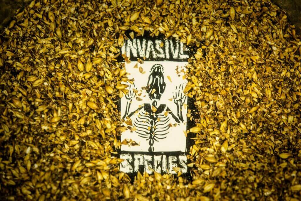 Invasive Species Brewing gallery